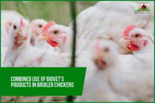 Combined use of Biovet’s products in broiler chickens