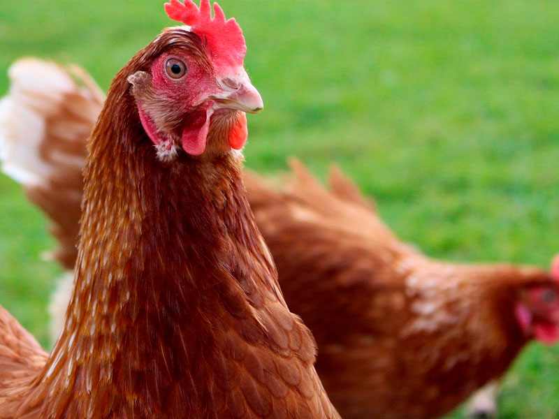 Biovet collaborations in Bolivia