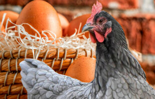 Collaborations with producers in Panama’s poultry industry